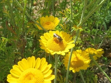 En gul blomma med en insikt på
