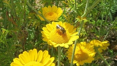 Blommor och bin, projekt för att öka biologisk mångfald