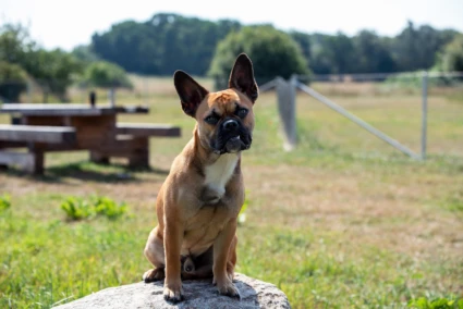 En hund sitter på en sten i en hundrastgård